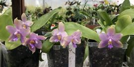 Phal. Penang Jewel Seedlings